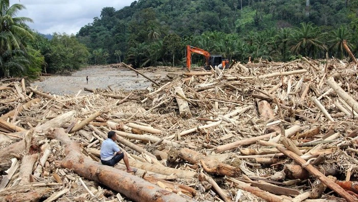 Sampah kayu gelondongan