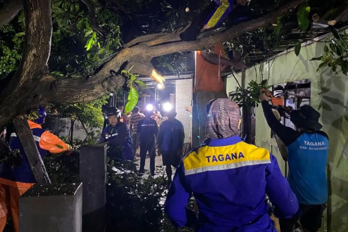 Petugas bpbd dan tagana mengevakuasi pohon tumbang menimpa r cjbj