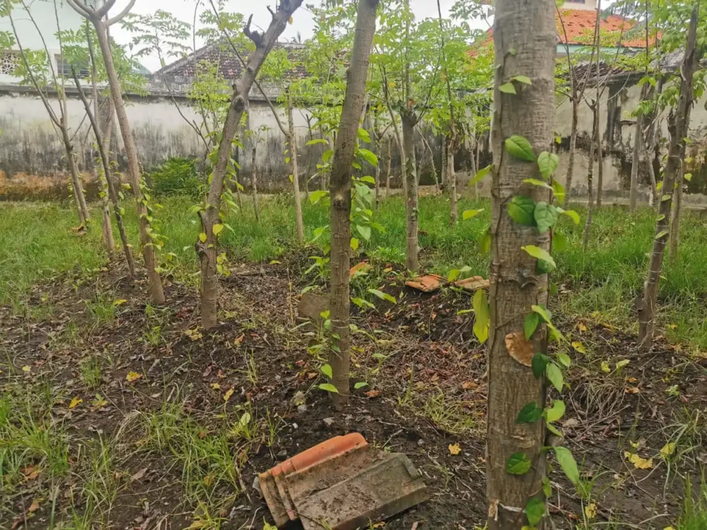 Gerakan Cabe Jamu Menguat ABI Probolinggo Dorong Ekonomi Komunitas
