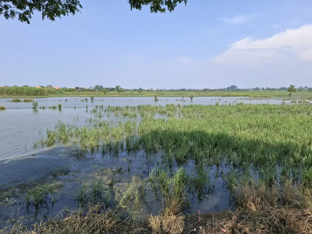 Sawah Terendam Banjir di Pasuruan